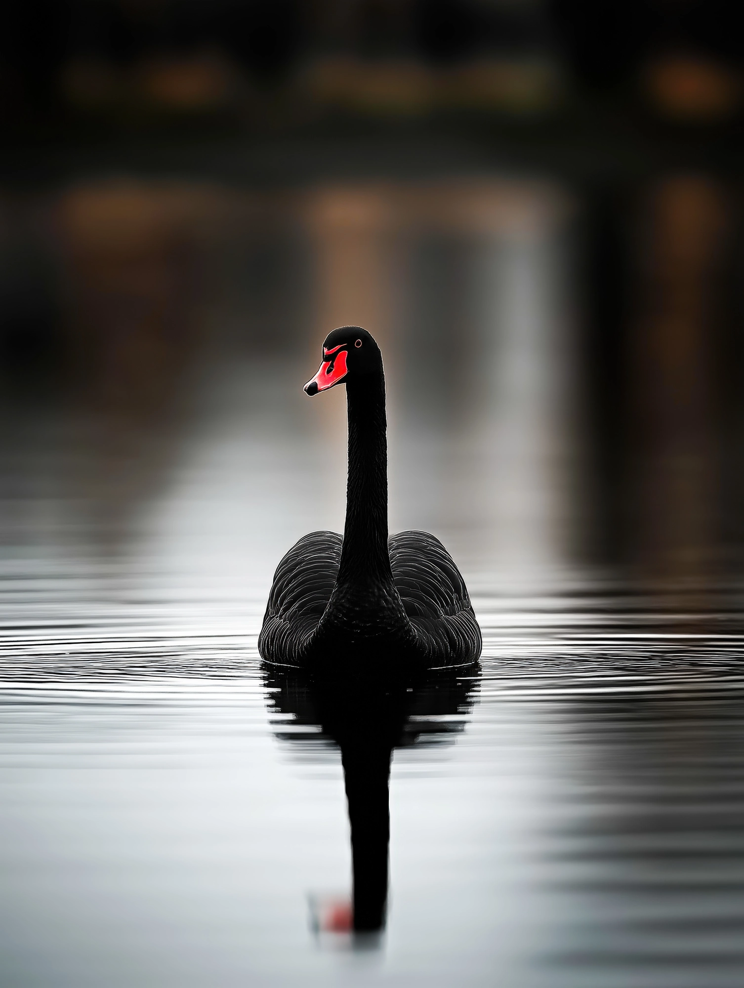 ברווז שחור במים